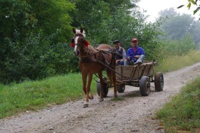 Den röda tofsen på hästens huvud skyddar enligt gammal folktro mot "det onda ögat".