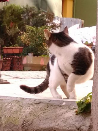 Kisse utanför tvättinrättningen (tillika populär kattglugg) i Sultanahmed.