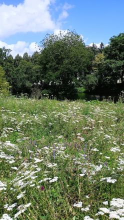 ...vilket även gäller denna blomsteräng.
